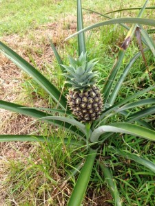 Baby Pineapple on Our New Farm!  Just Had to Share Because It's so Cute!