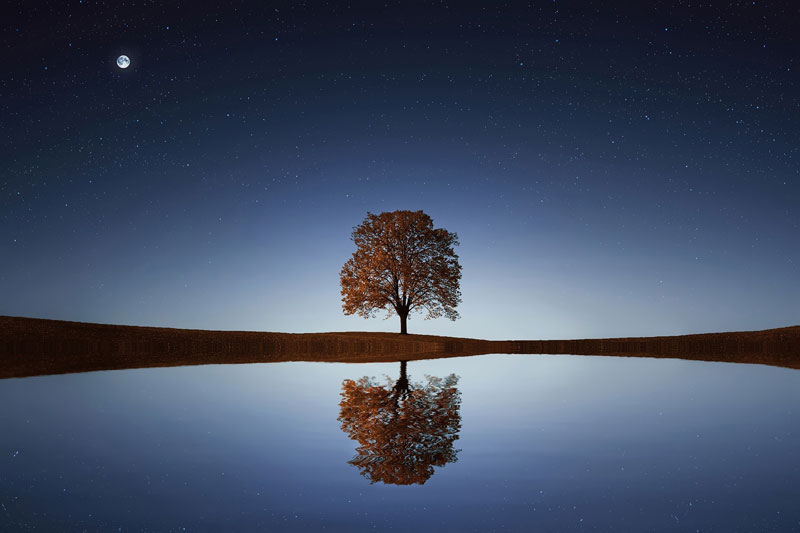 Reflection of tree